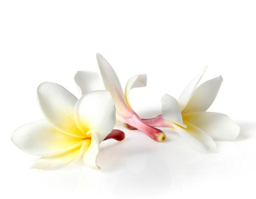 Orchidee Öl Thai-Aromaöl - Massageöl mit dem Duft aus Thailand